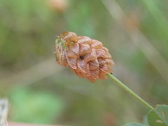 Trifolium campestre
