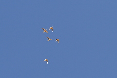 Pterocles senegallus