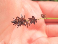 Carex echinata