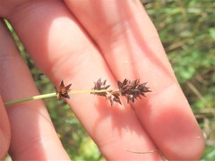 Carex echinata