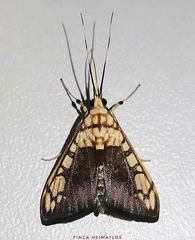 Pantographa