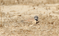 Eremophila bilopha