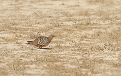 Pterocles coronatus