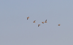 Pterocles coronatus