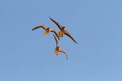 Pterocles coronatus