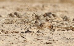 Ammomanes cinctura
