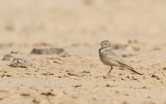 Ammomanes cinctura