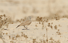 Ammomanes cinctura