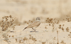 Ammomanes cinctura