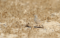 Ammomanes cinctura