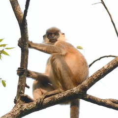 Trachypithecus pileatus