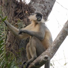 Trachypithecus pileatus