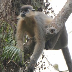 Trachypithecus pileatus