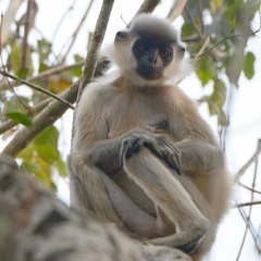 Trachypithecus pileatus