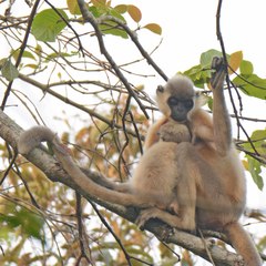 Trachypithecus pileatus