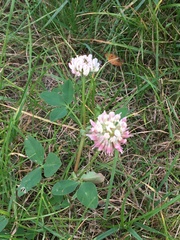 Trifolium hybridum