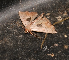 Hyperlopha compactilis