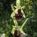 Ophrys fuciflora parvimaculata - Photo (c) Luca Boscain, μερικά δικαιώματα διατηρούνται (CC BY-NC), uploaded by Luca Boscain