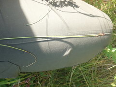 Carex echinata