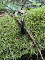 Xylaria polymorpha