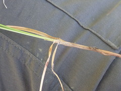 Carex echinata
