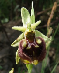 Ophrys fuciflora parvimaculata