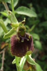 Ophrys fuciflora parvimaculata