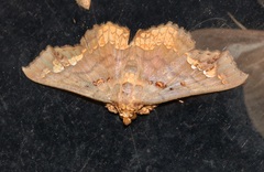 Lopharthrum comprimens