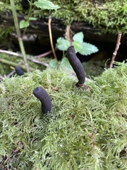 Xylaria polymorpha
