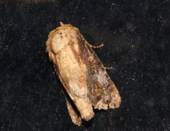 Aedia lichenea