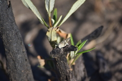 Sphingonotus lluciapomaresi
