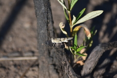 Sphingonotus lluciapomaresi