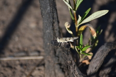 Sphingonotus lluciapomaresi