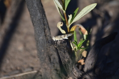Sphingonotus lluciapomaresi