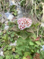 Spiraea morrisonicola