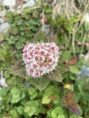 Spiraea morrisonicola