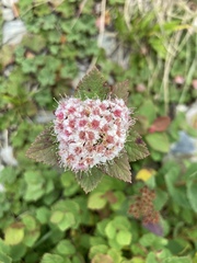Spiraea morrisonicola