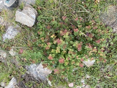Spiraea morrisonicola