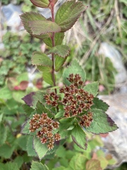 Spiraea morrisonicola