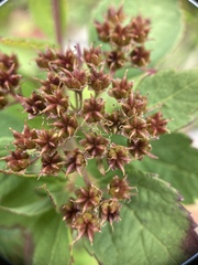 Spiraea morrisonicola