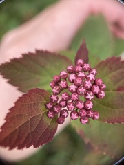 Spiraea morrisonicola