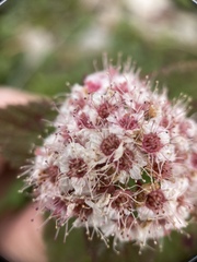 Spiraea morrisonicola