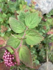 Spiraea morrisonicola