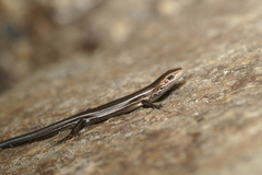 Pseudemoia pagenstecheri