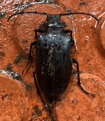 Prionomma atratum