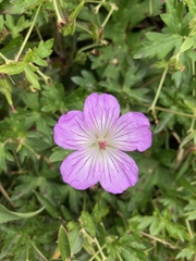 Geranium hayatanum