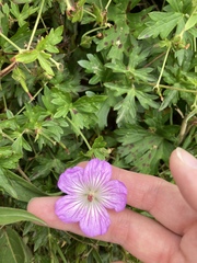 Geranium hayatanum