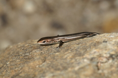Pseudemoia pagenstecheri