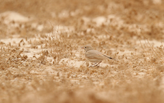 Ammomanes cinctura