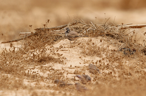 Thick-billed Lark (Ramphocoris clotbey), photo 7
